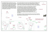 lut33 carolines east pohnpei_thumb.gif